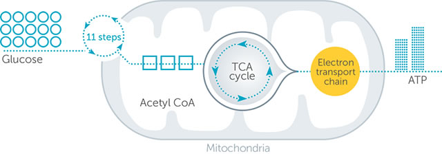 Metabolism of glucose in neuronal mitochondria chart